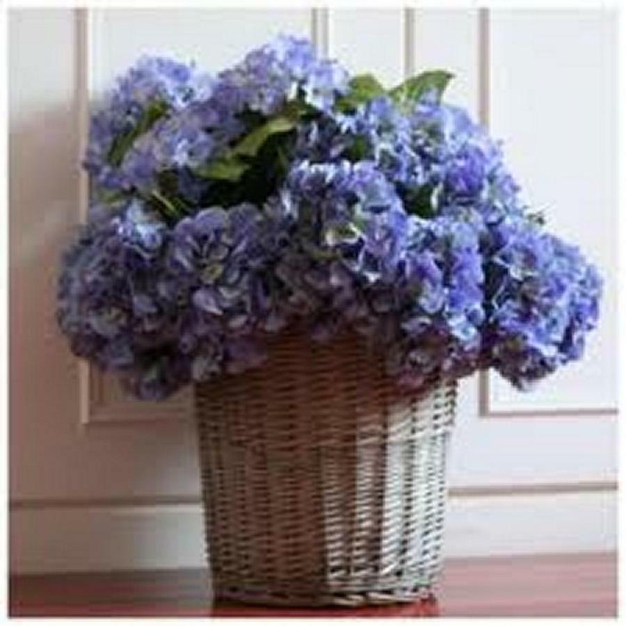 Villa Les Hortensias B&B Arcangues Eksteriør bilde