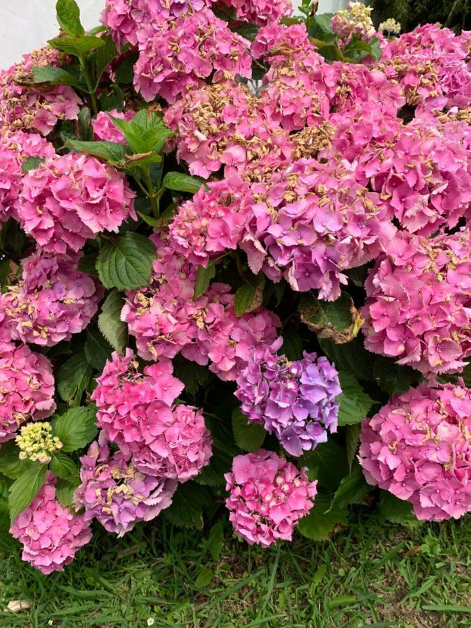 Villa Les Hortensias B&B Arcangues Eksteriør bilde